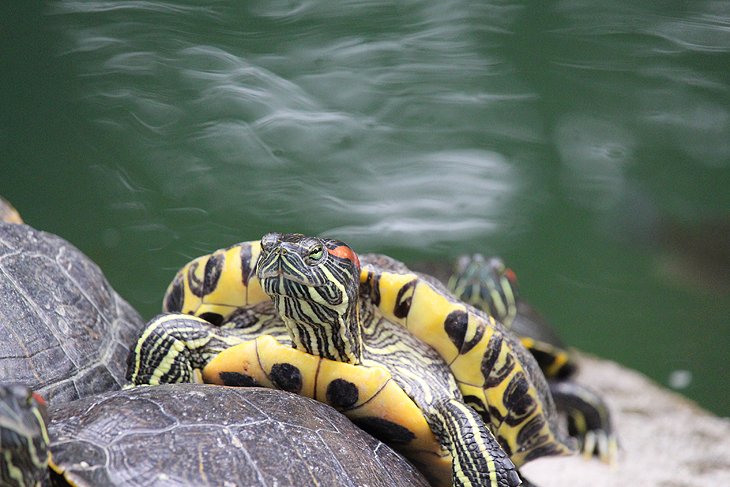 Turtle in Kowloon Park