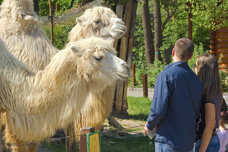 Camels at the Budapest Zoo