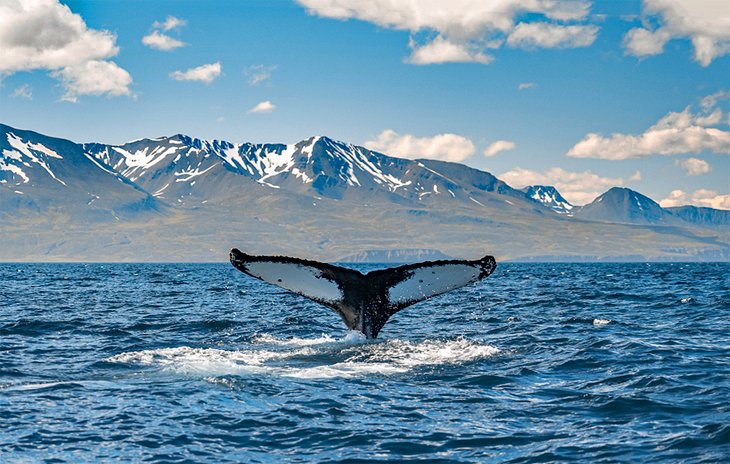 Whale watching off Akureyri