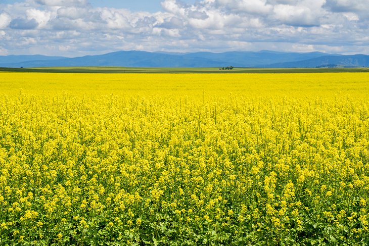 Mustard plants blooming in the Palouse region