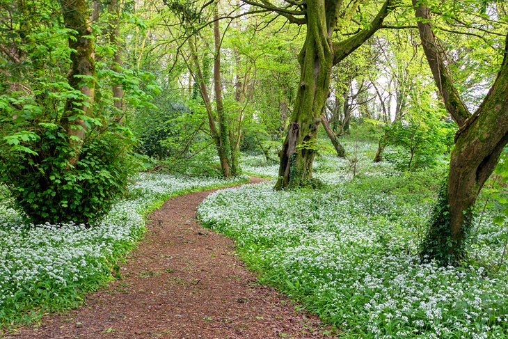 Blooming wild garlic in Ballyseedy Wood