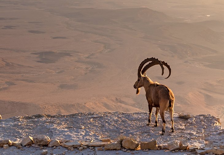 An ibex at Makhtesh Ramon