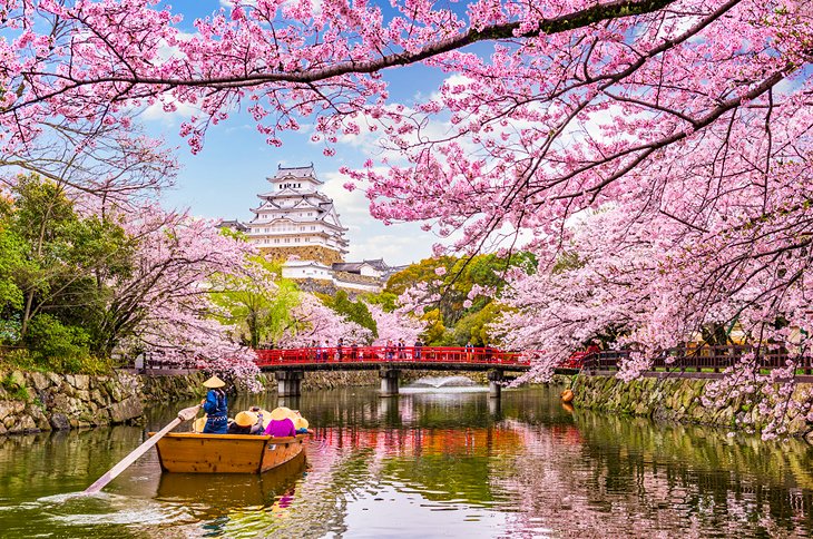 Sakura blossoms and Himeji Castle