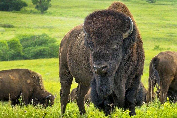 American Bison at the Maxwell Wildlife Refuge