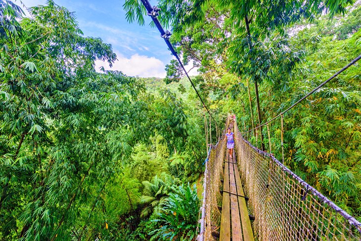 Rope suspension bridge at the Balata Botanical Garden