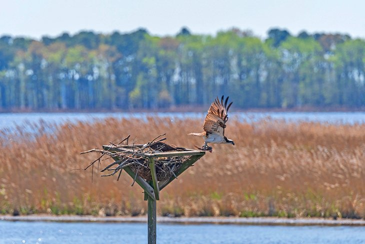 An osprey leaving the nest in Blackwater National Wildlife Refuge