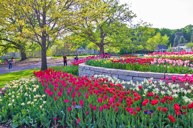 Blooming tulips at the Minnesota Landscape Arboretum