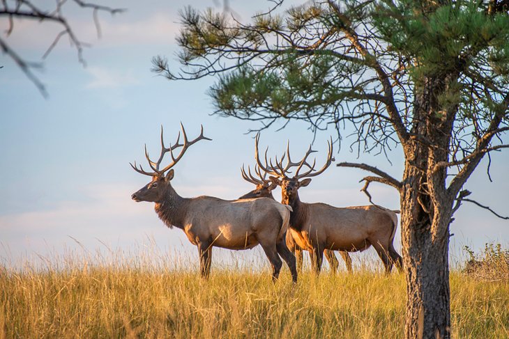 Elk in Chadron State Park