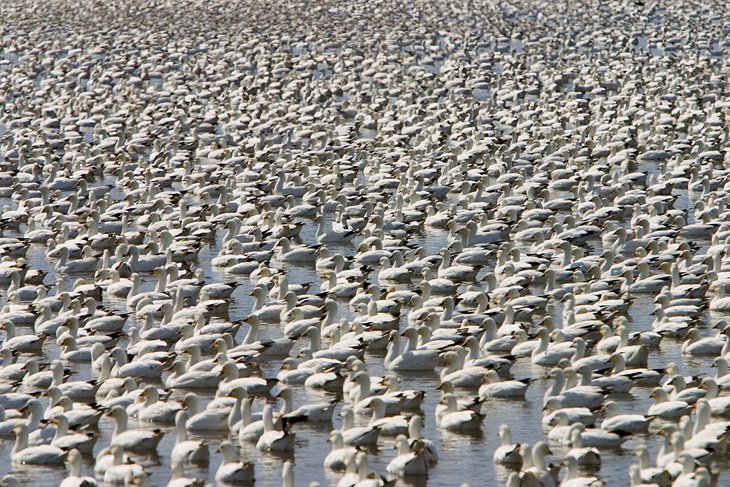Snow geese in Desoto National Wildlife Refuge