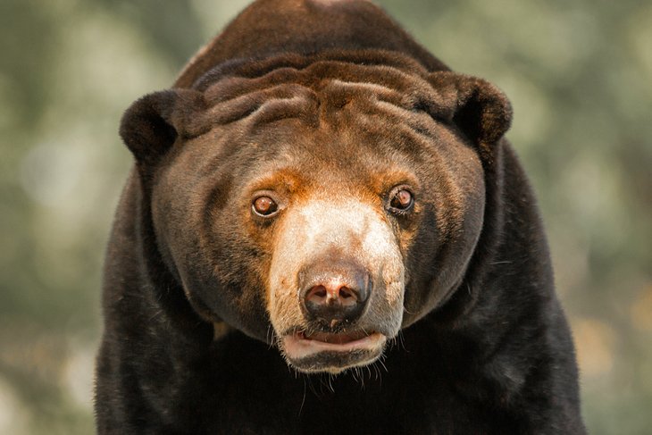 Sun Bear at Omaha's Henry Doorly Zoo