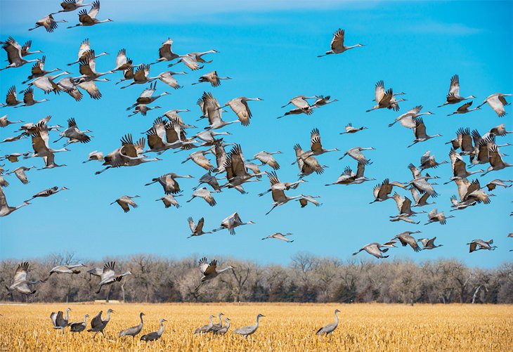 Sandhill crane migration