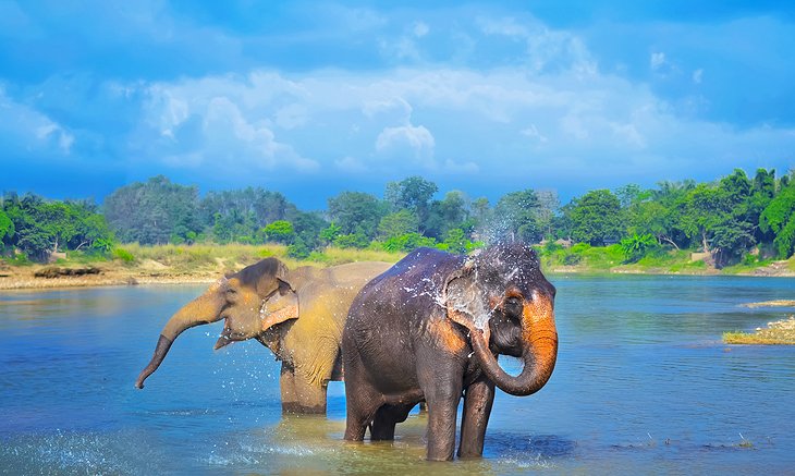 Éléphants dans le parc national de Chitwan