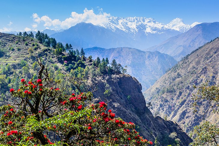 Rhododendrons in the Langtang region