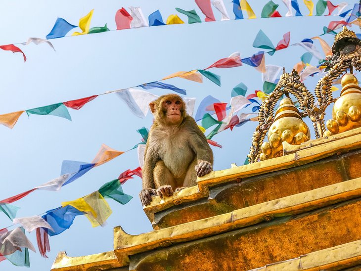 Singe à Swayambhunath