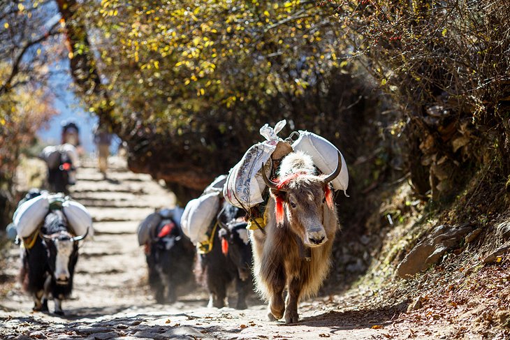 Yaks in Nepal