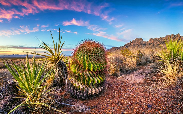 Cactus au-dessus de la ville de Las Cruces