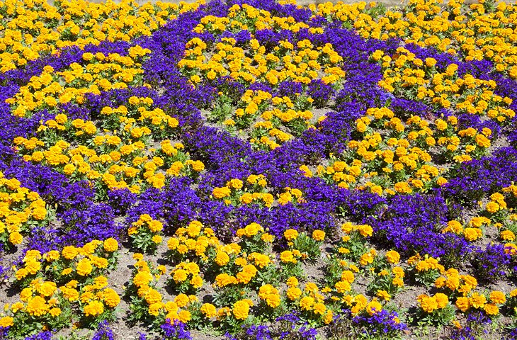 Flower display at Dunedin Botanic Garden