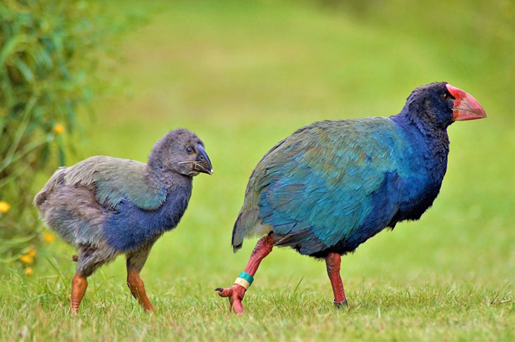 Takahe at the Orokonui Ecosanctuary