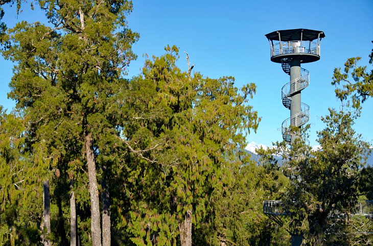 The West Coast Treetop Walk