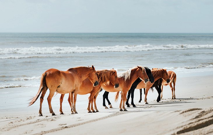 Horses on Corolla Island