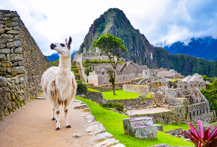 Llama at Machu Picchu