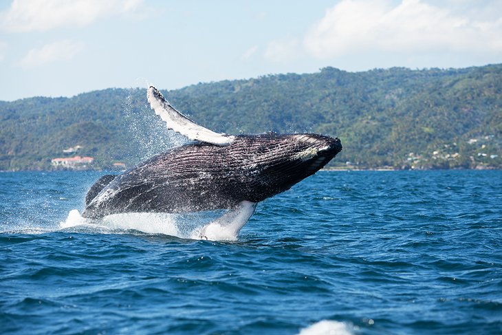 Whale watching in Samana