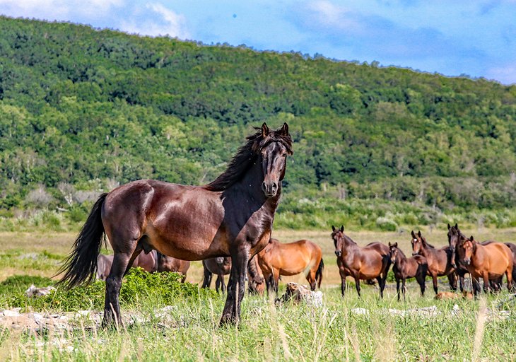 Chevaux sauvages au sanctuaire des chevaux sauvages de Black Hills