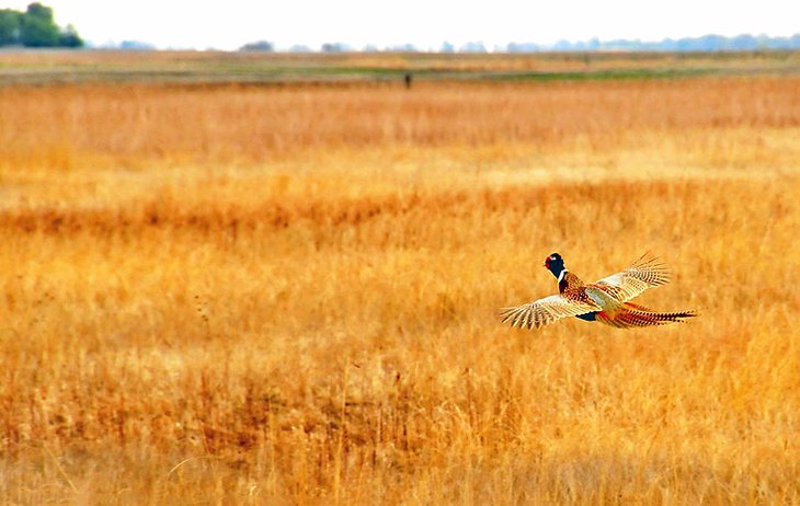 Pheasant at Sand Lake National Wildlife Refuge