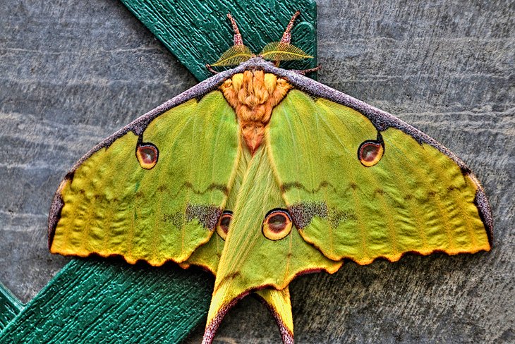 Papillon de nuit à la Sertoma Butterfly House