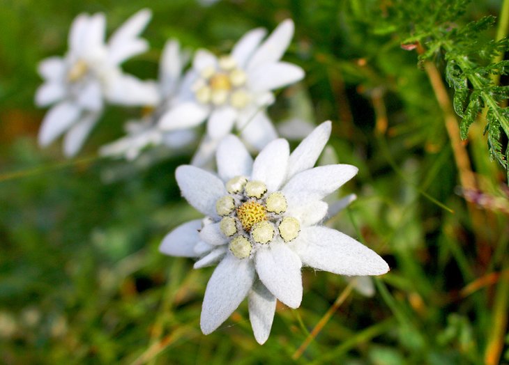 Close-up of Edelweiss flowers