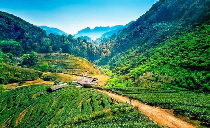 Tea plantations in Chiang Mai