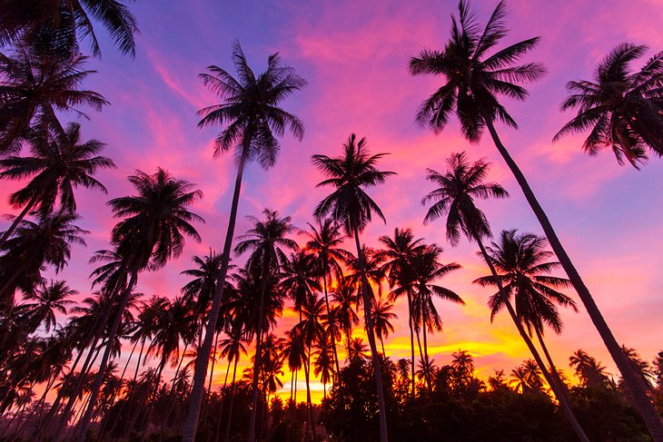 Palm trees on Koh Samui at sunset