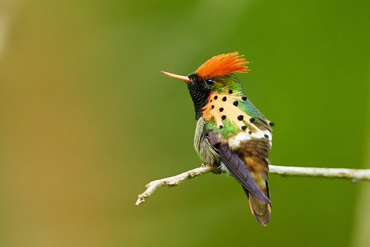 Tufted coquette at the Asa Wright Nature Center
