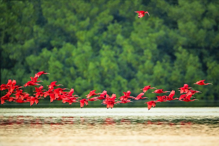 Scarlet ibis flying above the Caroni River