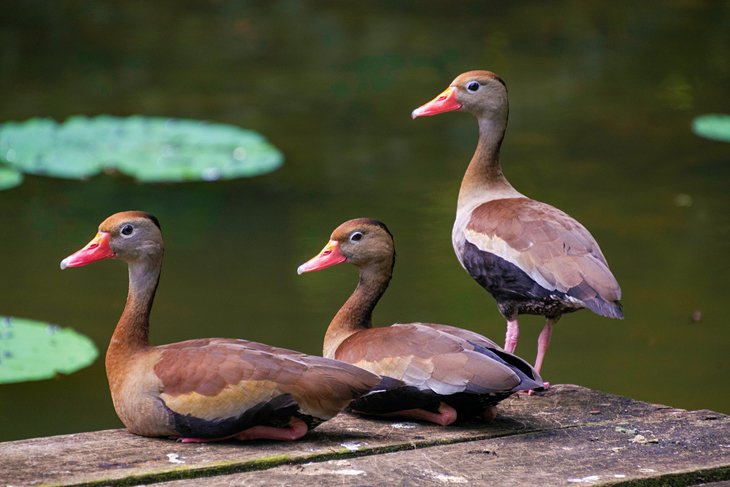 Black-bellied whistling ducks at the Pointe-a-Pierre Wildfowl Trust