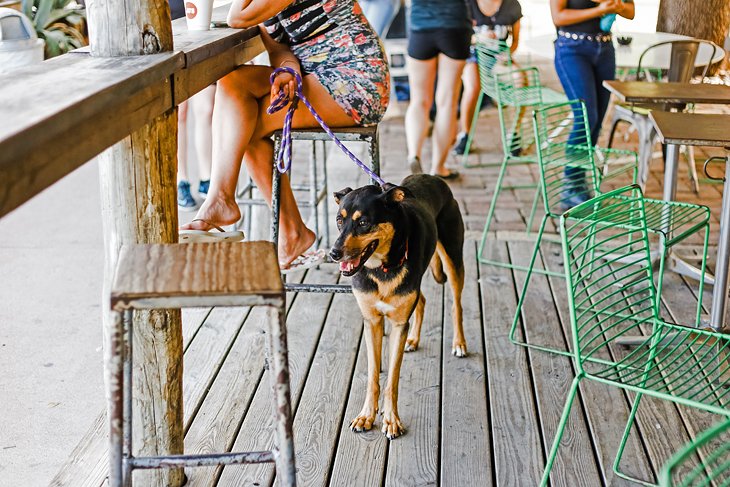 Dog in a cafe in Austin