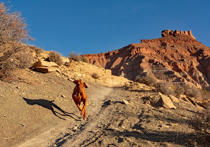 Happy dog on a trail in Southern Utah