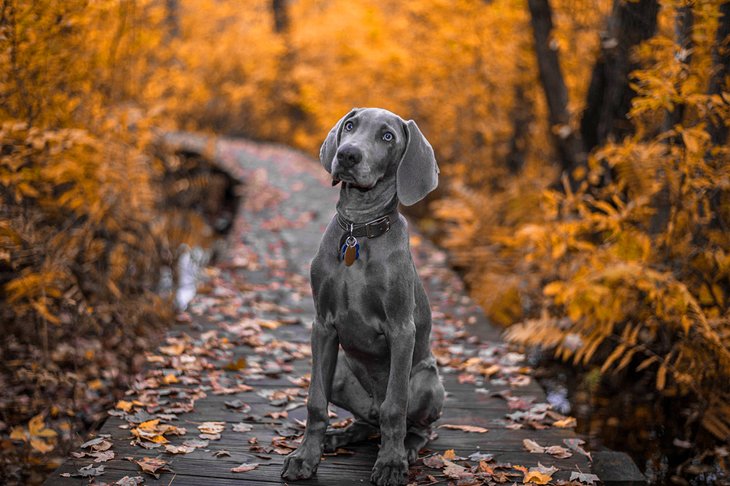 A Weimaraner along a New York hiking trail in autumn
