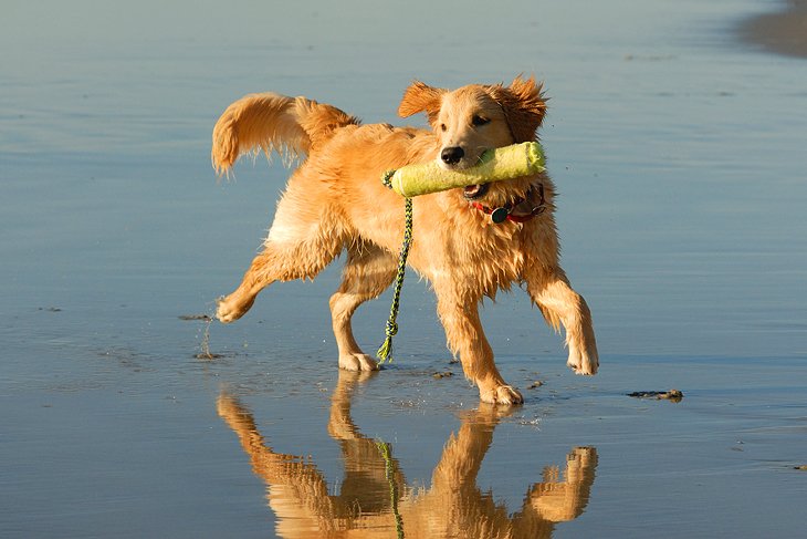 Dog Beach in Del Mar, CA