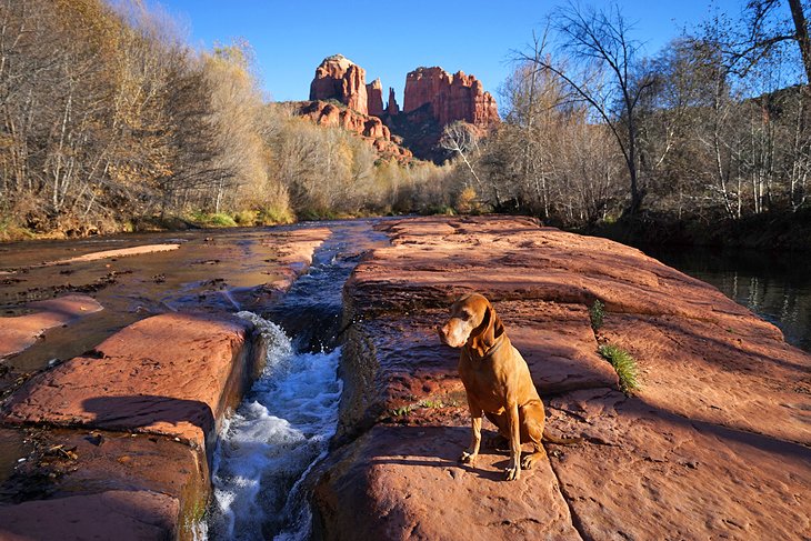 Dog by the river in Sedona with Cathedral Rock in the distance