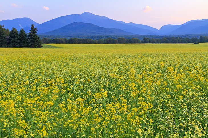 Canola field in the High Peaks region of the Adirondack Mountains