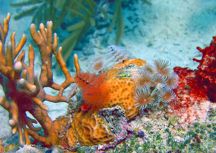 Christmas Tree Worms and coral in the waters off Coki Beach