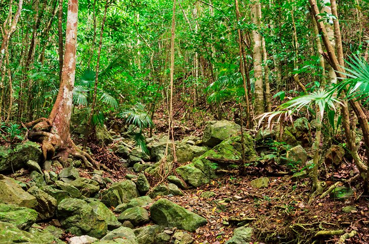 Reef Bay Trail