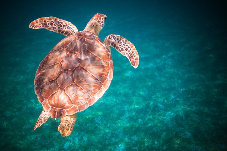 Sea turtle in the waters of the Virgin Islands National Park, St. John