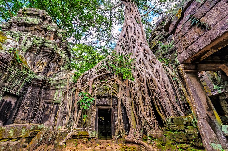Ta Prohm Temple ruins in Angkor Wat