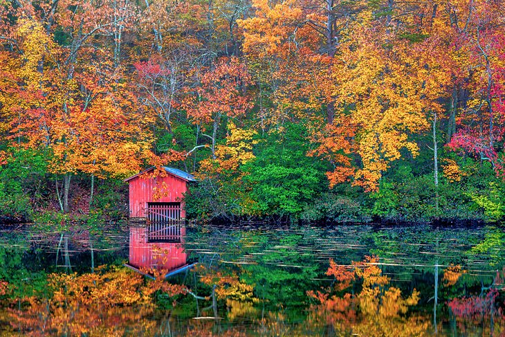 Couleurs d'automne dans la forêt de l'Alabama