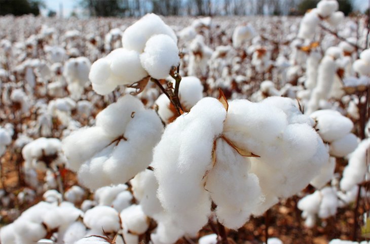 Alabama cotton field