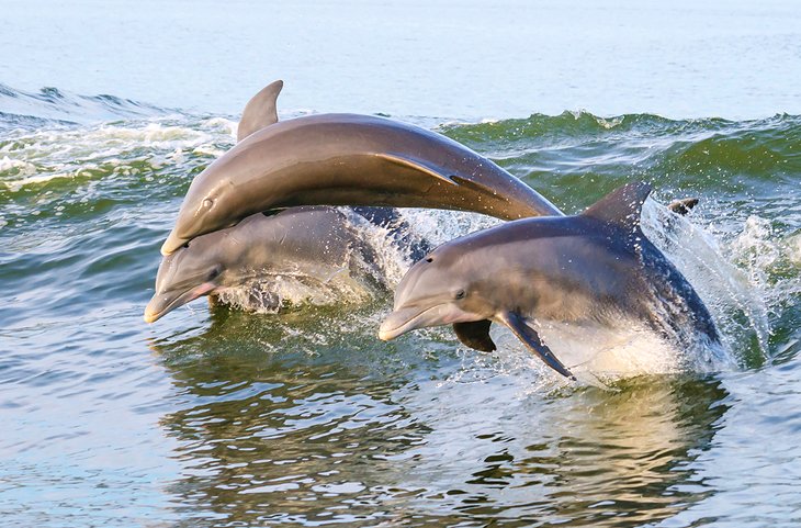 Dolphins off the coast of Alabama