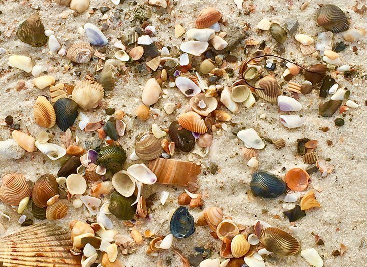 Coquillages sur une plage de l'Alabama