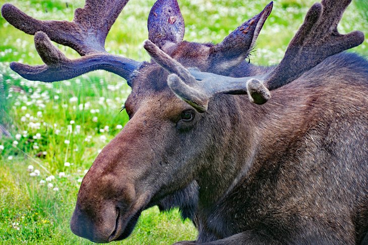 Orignal au centre de conservation de la faune de l'Alaska